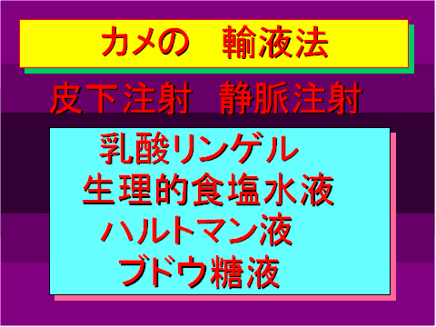 カメの輸液法01