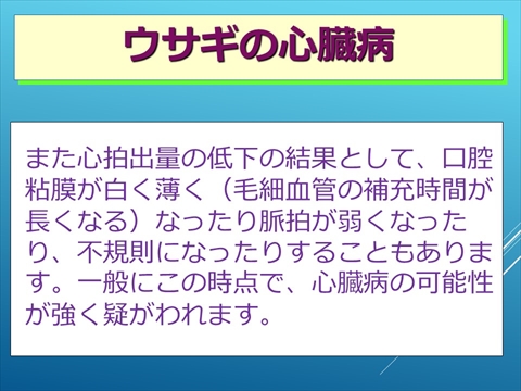 ウサギの心臓病09