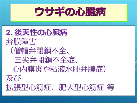 ウサギの心臓病16