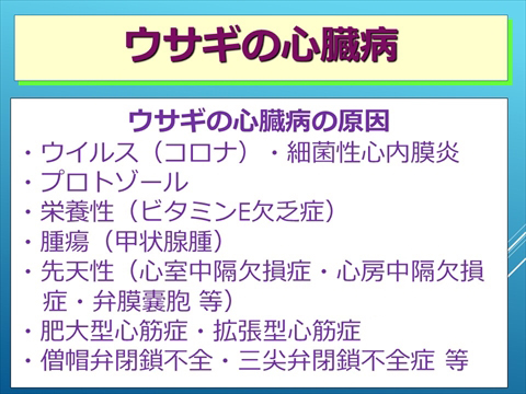 ウサギの心臓病18