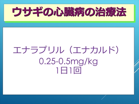 ウサギの心臓病の治療法04