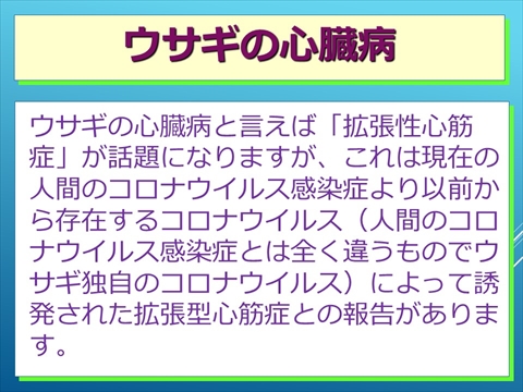 ウサギの心臓病01