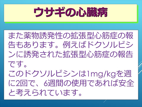 ウサギの心臓病03