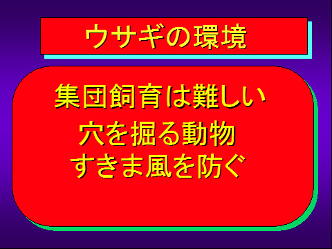 ウサギの環境02