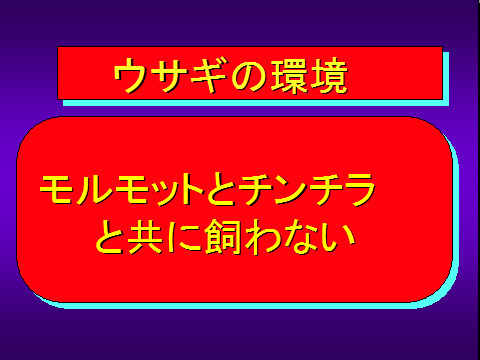 ウサギの環境04
