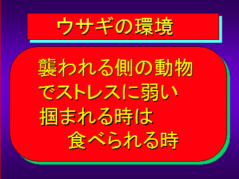 ウサギの環境06