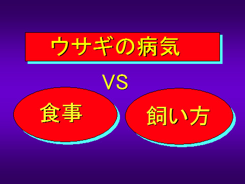 ウサギの病気01