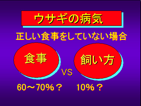 ウサギの病気02