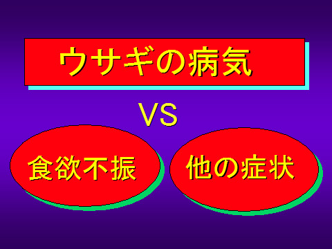 ウサギの病気04