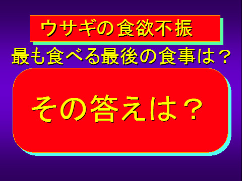 ウサギの食欲不振01