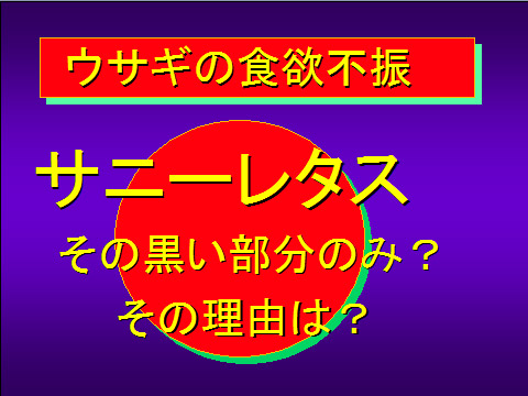 ウサギの食欲不振02
