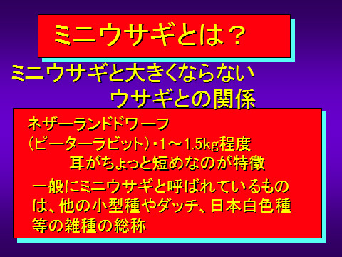 ミニウサギとは?