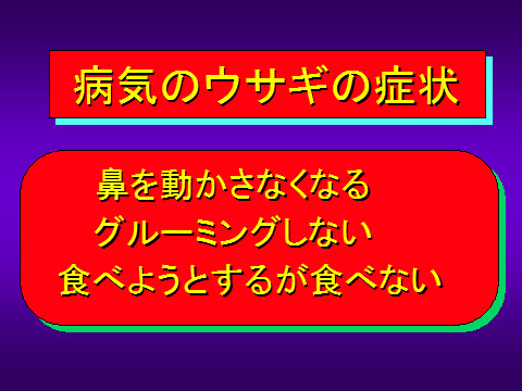病気のウサギの症状