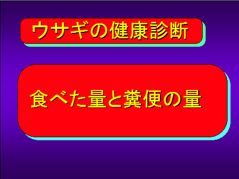 ウサギの健康診断01