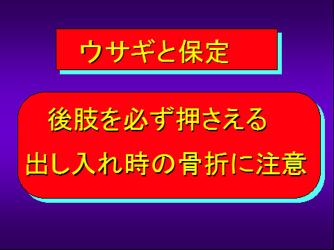 ウサギと保定