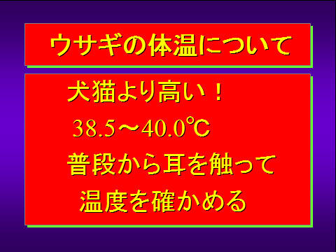 ウサギの体温について