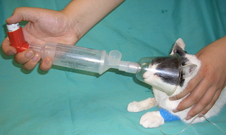 猫のエアゾール療法01