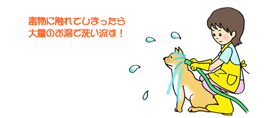 毒物に触れてしまったら大量のお湯で洗い流す