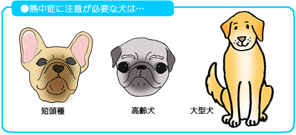 熱中症に注意が必要な犬は