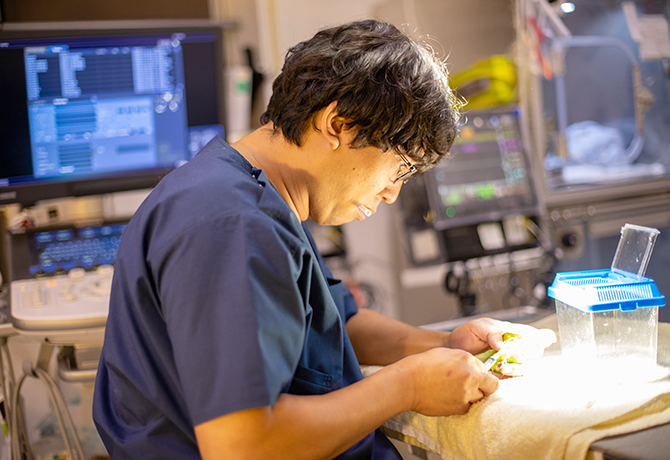 エキゾチックペット専門獣医師の募集