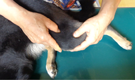 前方の引き出し徴候の検査