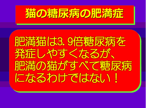 猫の糖尿病の肥満症