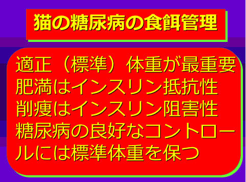 猫の糖尿病の食餌管理