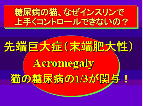 糖尿病の猫、なぜインスリンで上手くコントロールできないの?