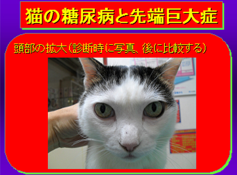 猫の糖尿病と先端巨大症03