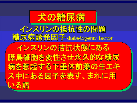 犬の糖尿病46