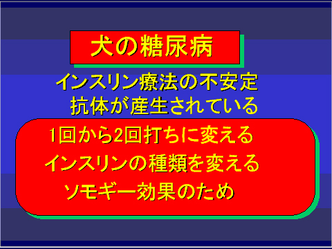 犬の糖尿病51