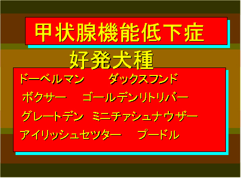 甲状腺機能低下症04