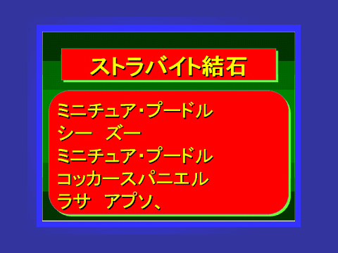 ストラバイト結石