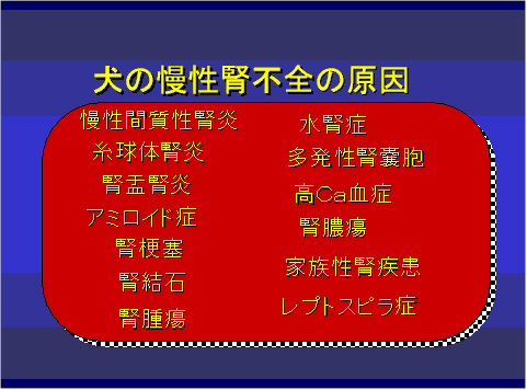 犬の慢性腎不全の原因
