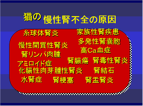 猫の慢性腎不全の原因
