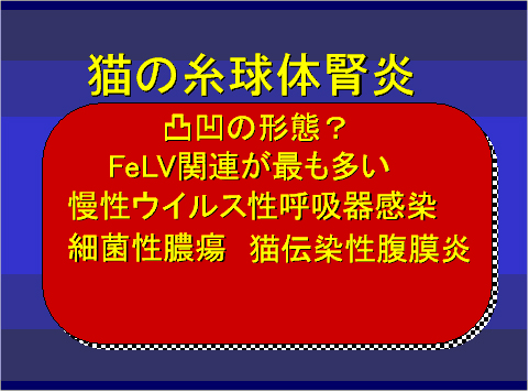 猫の糸球体腎炎