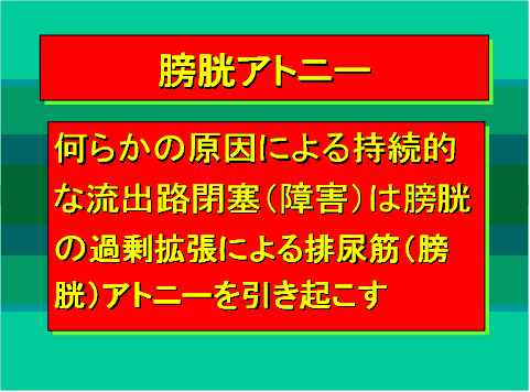 膀胱アトニー