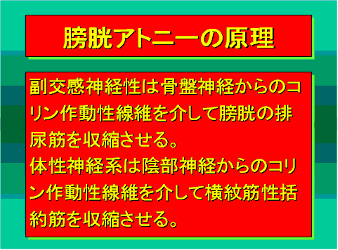 膀胱アトニーの原理