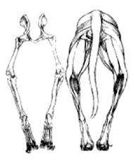 小型犬の膝蓋骨の内側脱臼